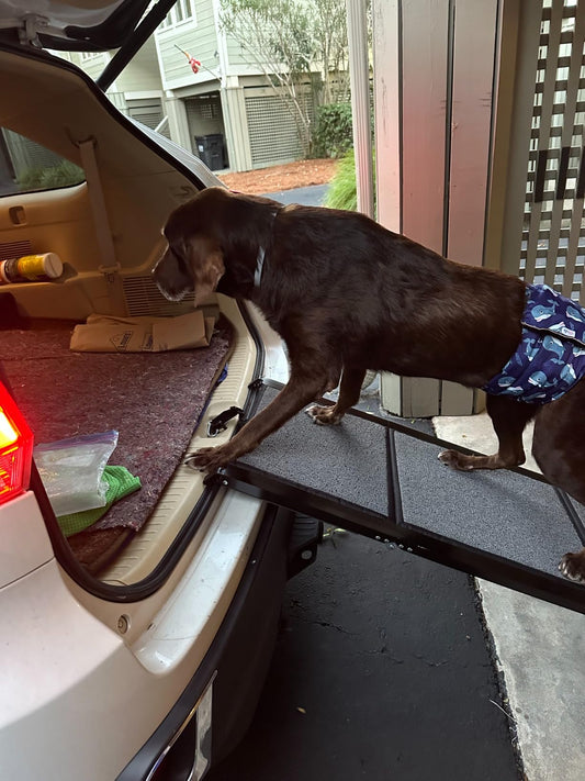 Senior Dog Outdoor Stairs: Low-Slope Design for Joint Protection