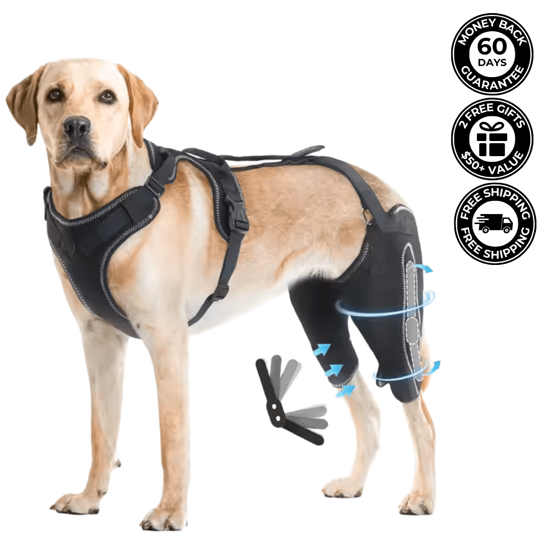 Knee Brace Harness for Dogs-Joint Pain & Mobility support