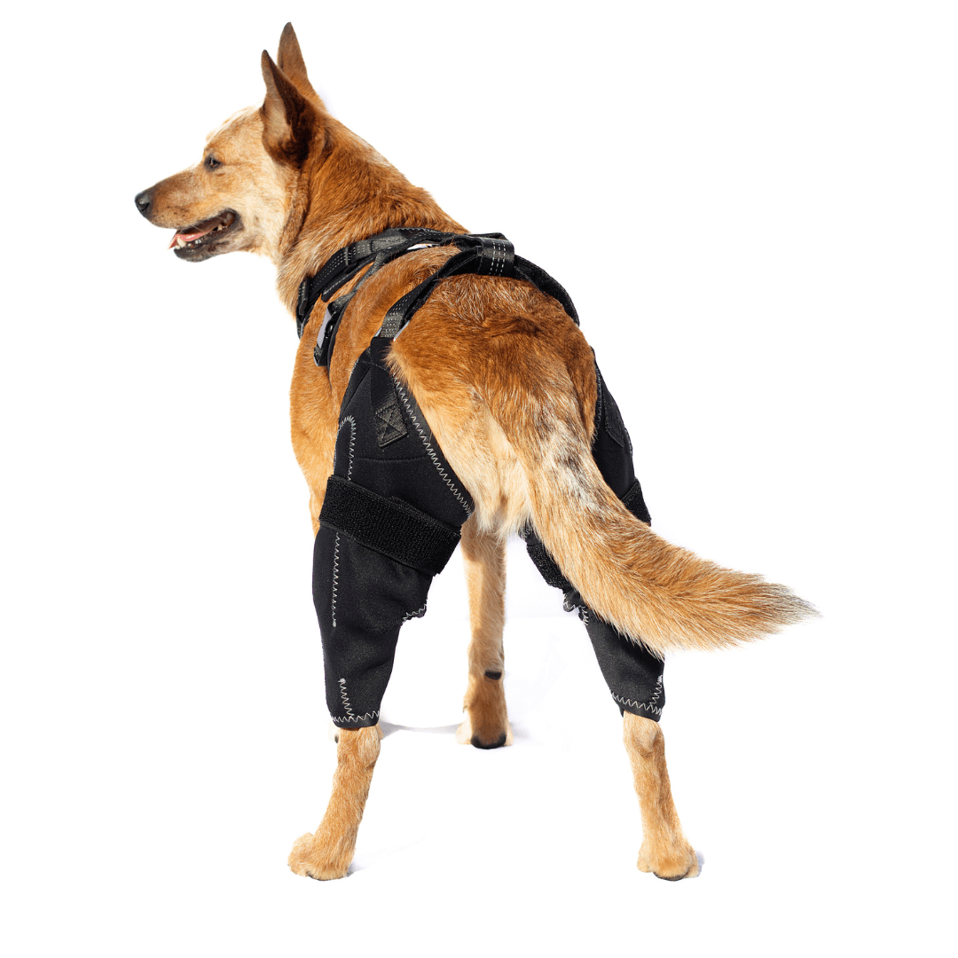 Knee Brace Harness for Dogs-Joint Pain & Mobility support