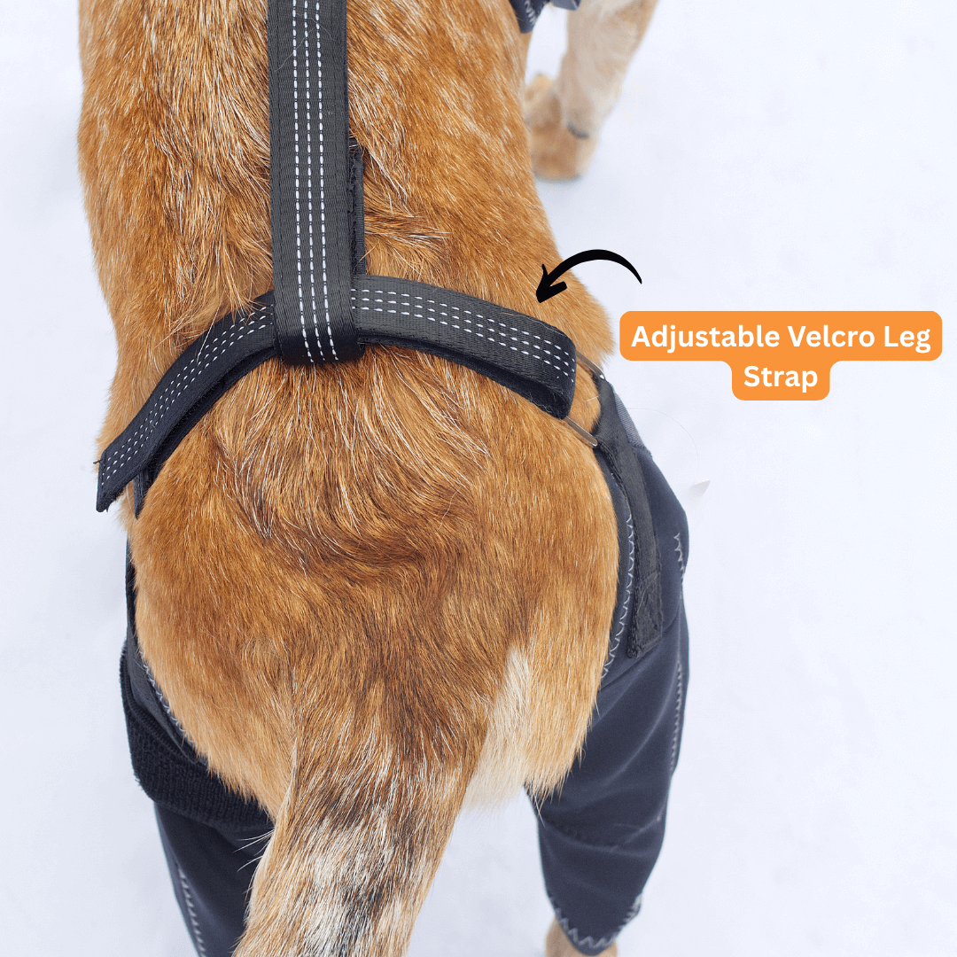Knee Brace Harness for Dogs-Joint Pain & Mobility support