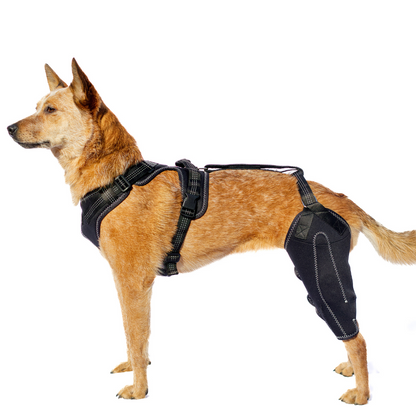 Knee Brace Harness for Dogs-Joint Pain & Mobility support