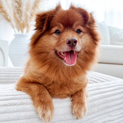 Dog Bed Corduroy