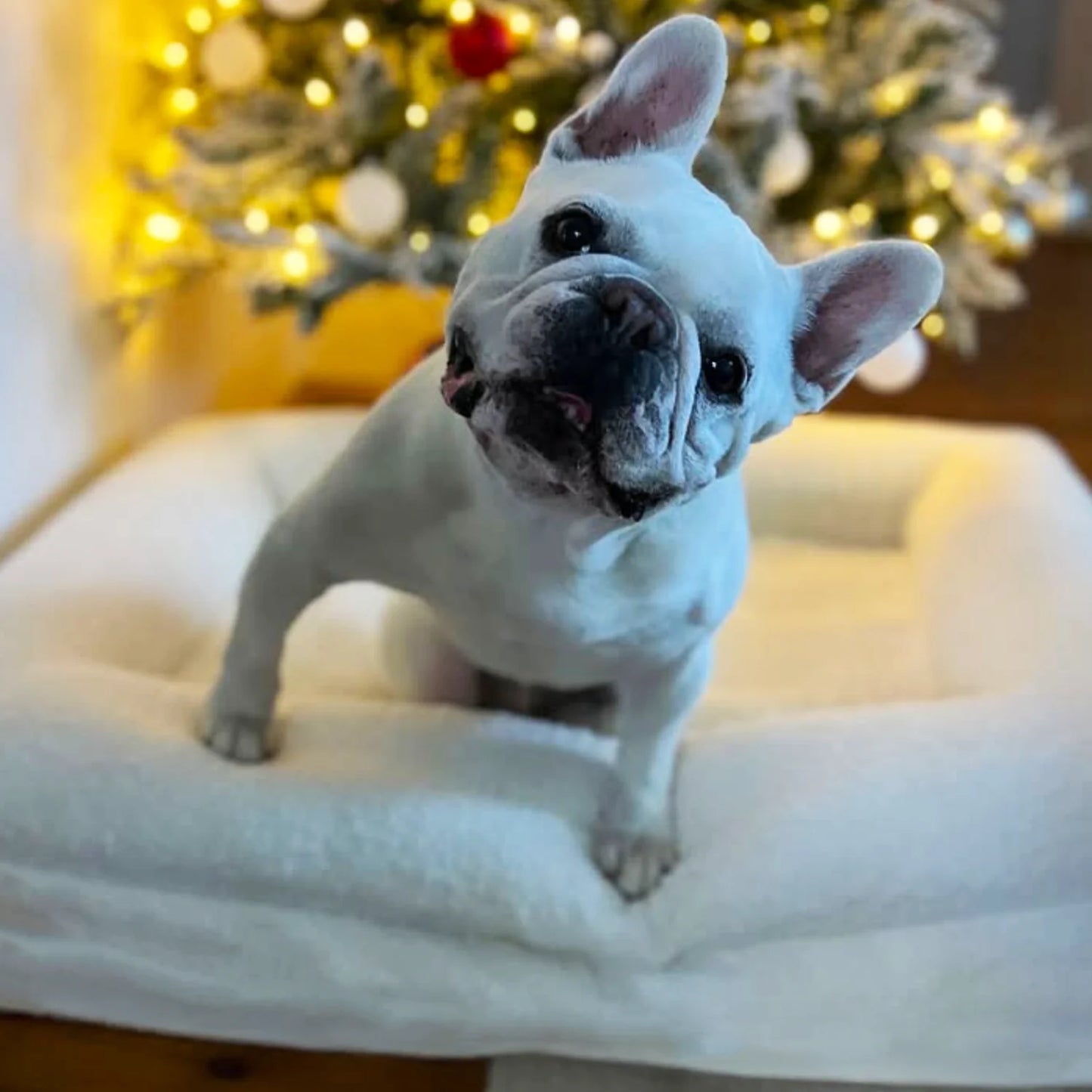 Dog Bed Boucle'