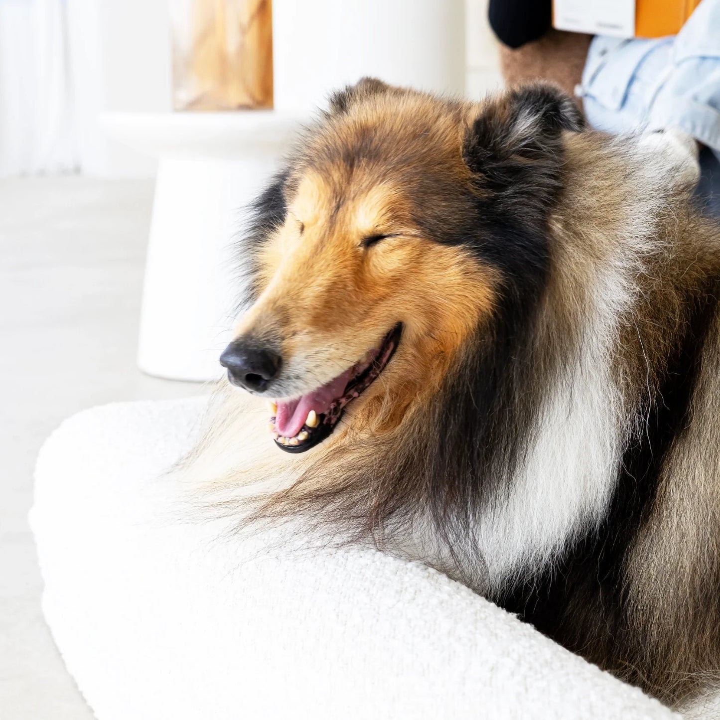 Dog Bed Boucle'