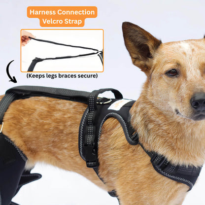 Knee Brace Harness for Dogs-Joint Pain & Mobility support